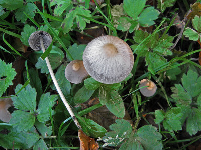 Psathyrella corrugis Hodsock Estate Notts Sep-11 HW