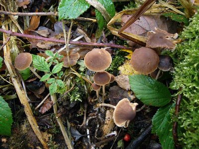 Psathyrella microrrhiza Rootlet Brittlestem Sherwood Heath 10-07 HW