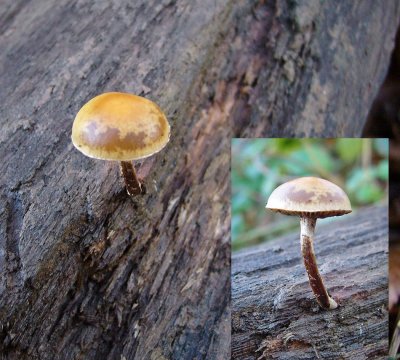 Psilocybe coprophila Brownie Langold CP 12-06 HW