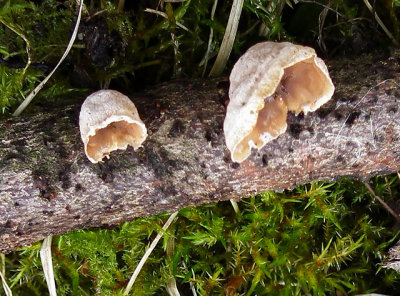 Schizophyllum amplum DanesHillLakes Mar-13 by Rod Foster.jpg