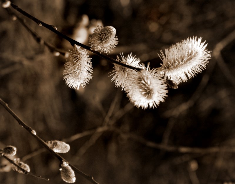 Spring