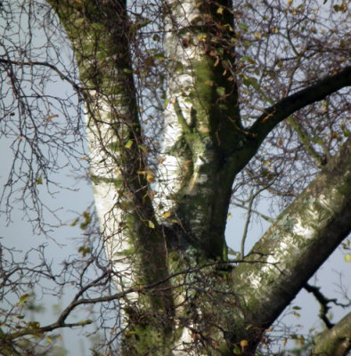 Looking for the Great-Spotted Woodpecker ...