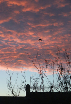 Frosty morning sunrise