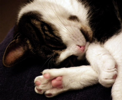 Lily, resting