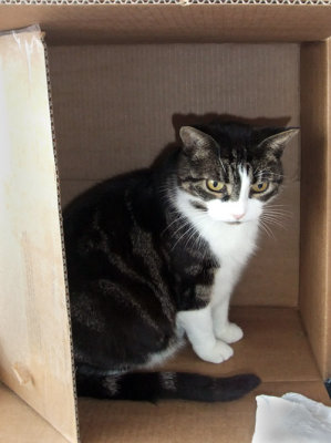 Cat-in-a-box 