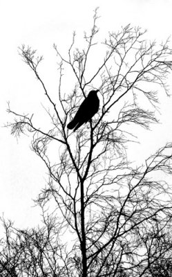 Mister Crow Visits the Silver Birch