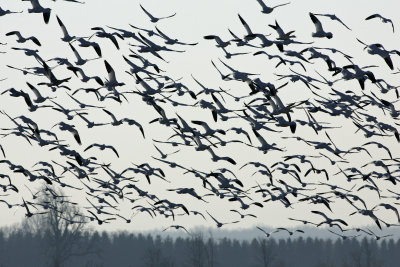 Snow flock in air.jpg