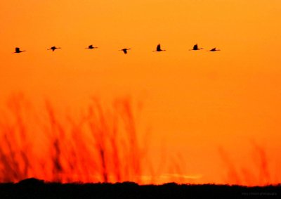 San Bernard National Wildlife Refuge Sunsets