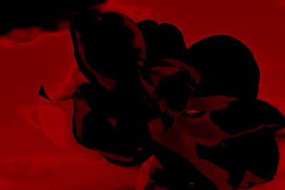 Magnolia Abstract Black/Red