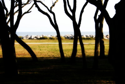 Trees on the Beach