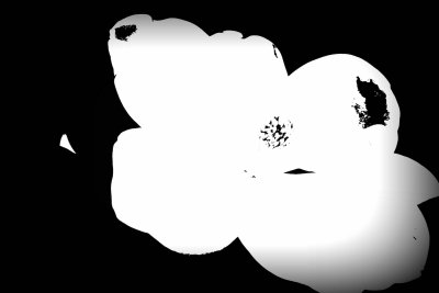 Magnolia Black & White