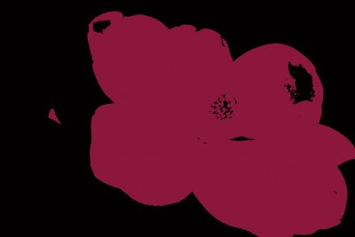 Magnolia Fuschia & Black