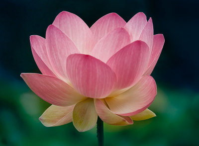 Lotus flower I