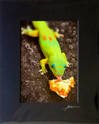 Gecko eating pastry - Fire and ice (Sinful lick) - mid size