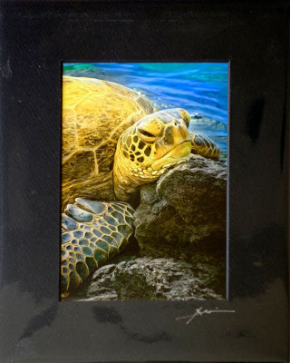 Turtle at Kiholo Bay - Head Cushion