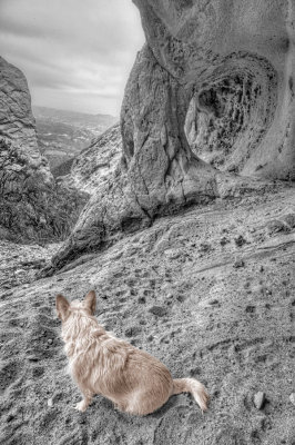 Mona surveying her new territory from a cave at Corral Canyon