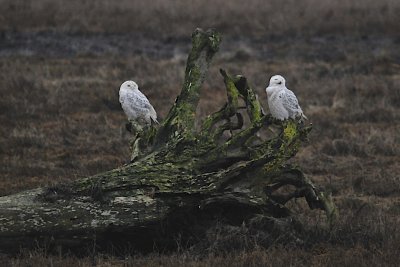 Snowy Owls