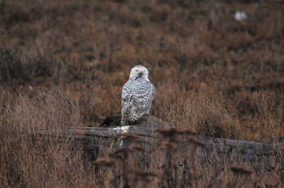 Snowy Owls