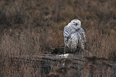 More Snowy Owls