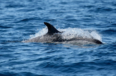 Atlantic White-Sided Dolphin off St. Margaret's Bay NS    IMG_3173_1.JPG