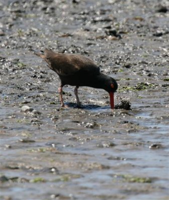 Black Oystercatcher at Work  - IMG_1708.jpg