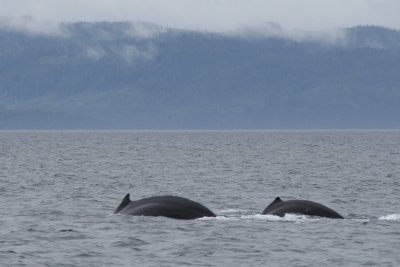 Humpback Whales in Broughton Strait