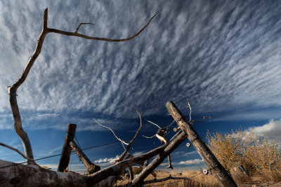 Fence & Tree Branch