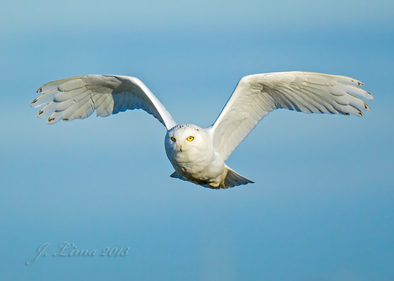 Snowy Owl