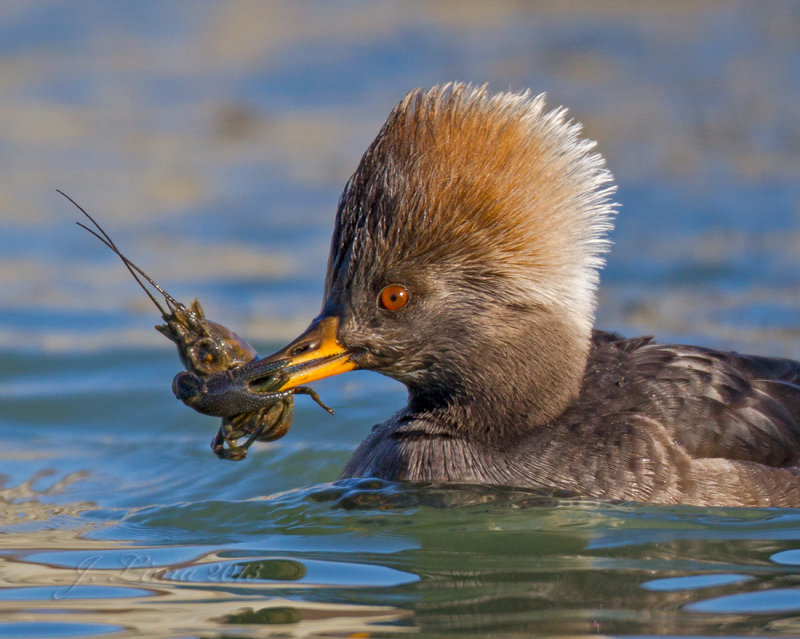 Hooded Merganser