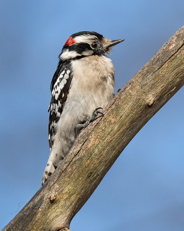 Downy Woodpecker