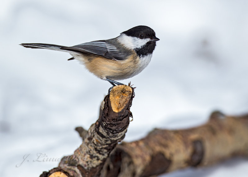 Black-capped Chickadee