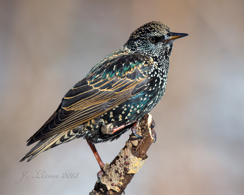 European Starling