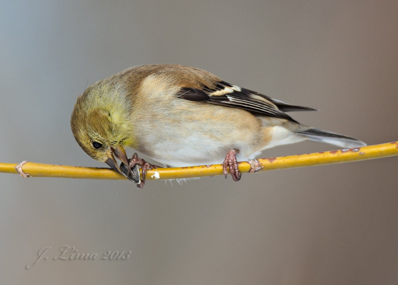 Gold Finch