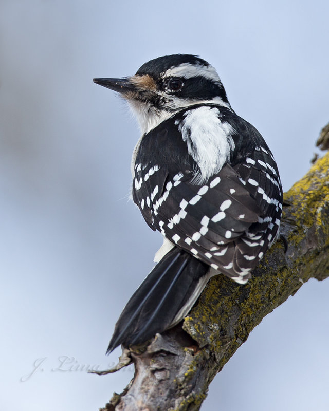 Hairy Woodpecker