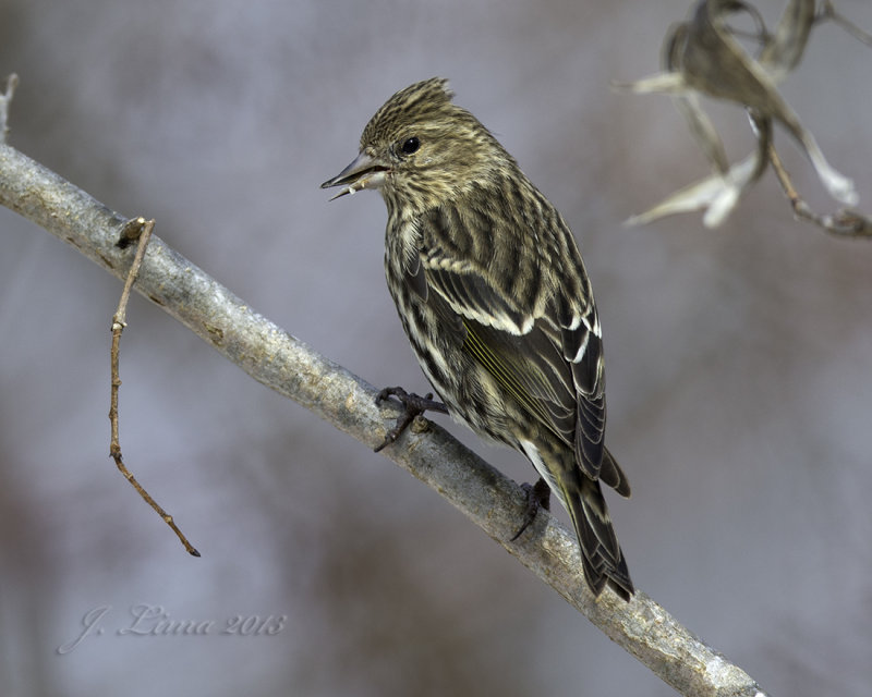 Pine Siskin