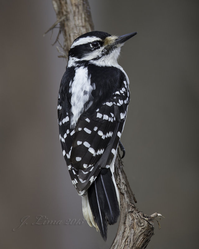 Downy Woodpecker