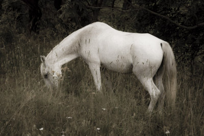 White horse, Tjärnö, Sweden