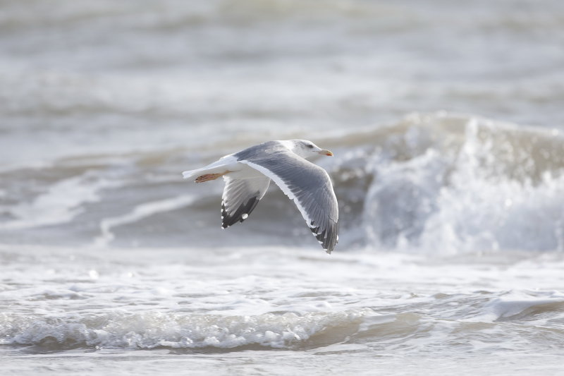 Heuglins Gull - Gujurat - India 6599b.jpg