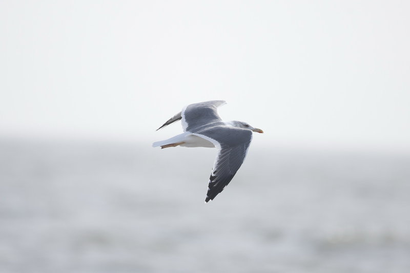 Heuglins Gull - Gujurat - India 6600b.jpg