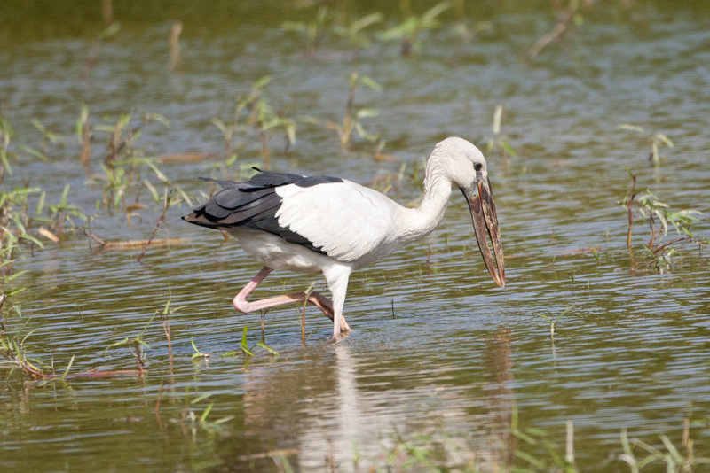 Asian Openbill - Gujurat - India 6966b.jpg