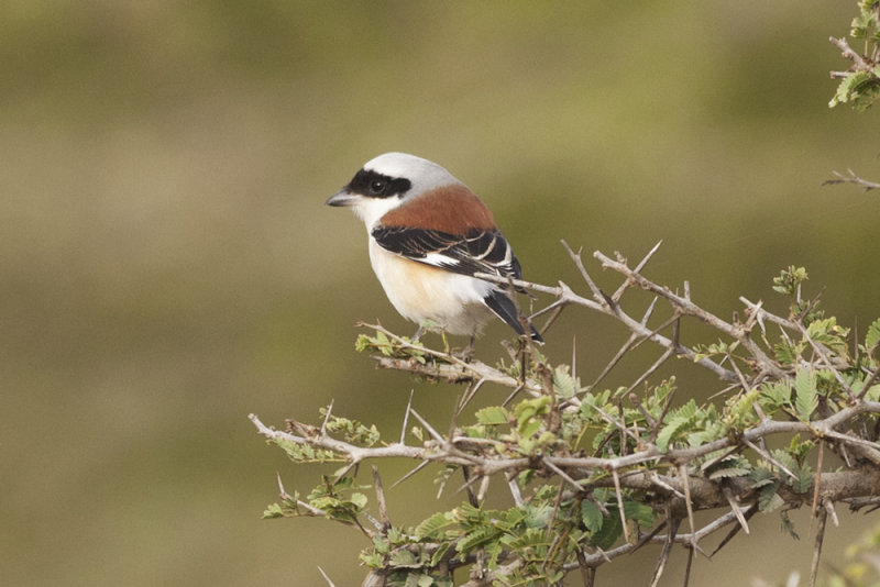 Bay-backed Shrike - Gujurat - India 6757b.jpg