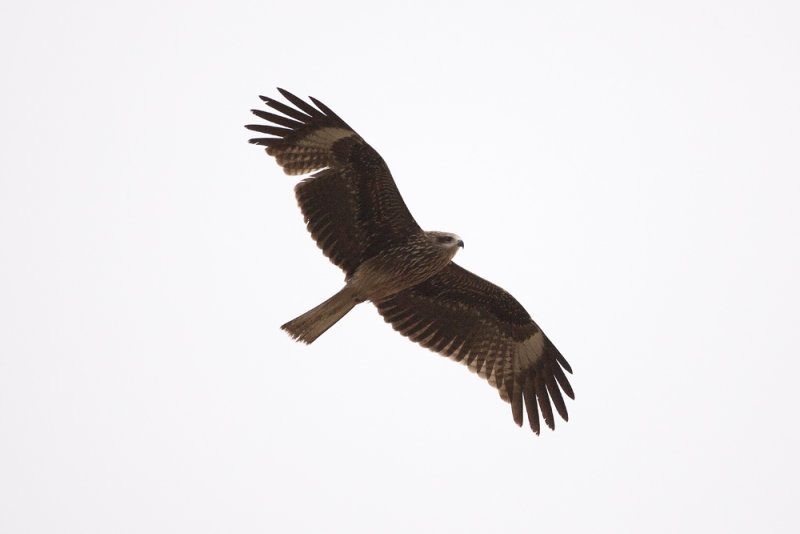 Black Kite - Gujurat - India 6889b.jpg