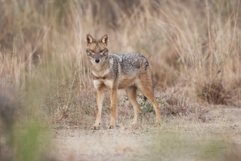 Black-backed Jackal - Gujurat India 6410b.jpg