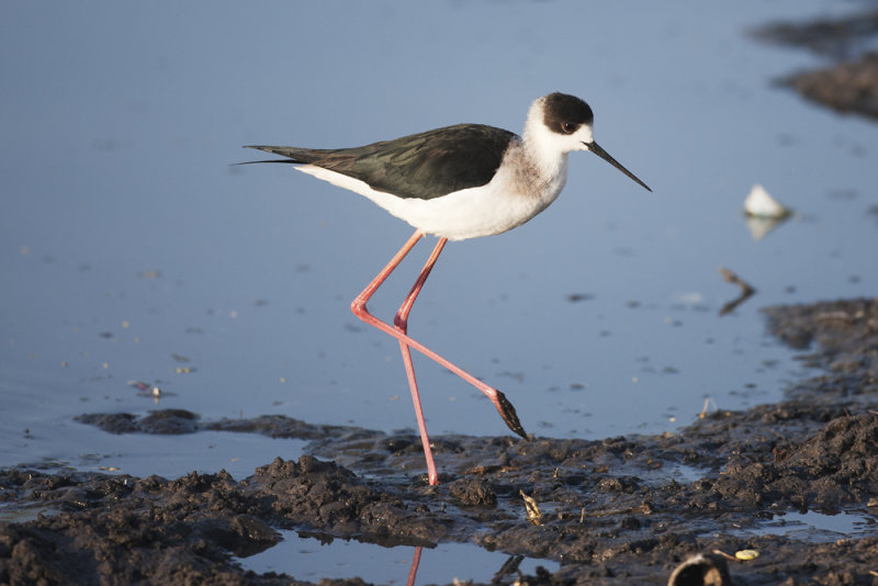 Black-winged Stilt - Gujurat - India 7087b.jpg