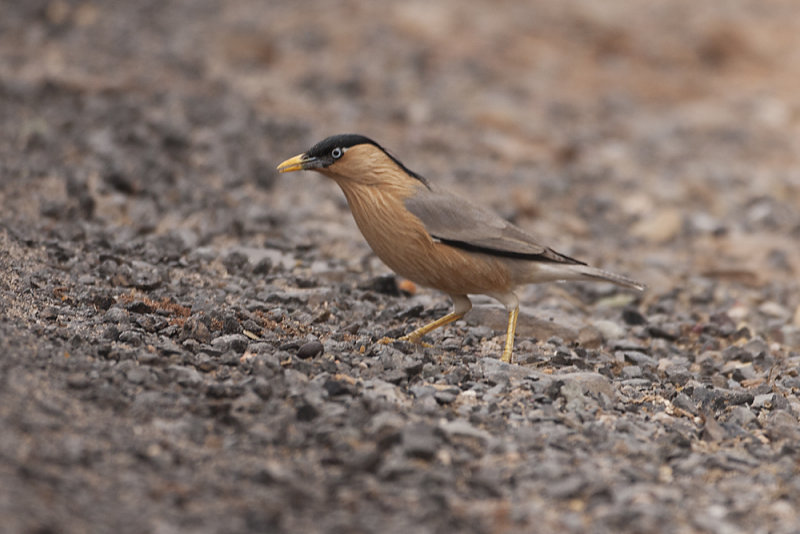 Brahminy Starling - Gujurat - India 6808b.jpg