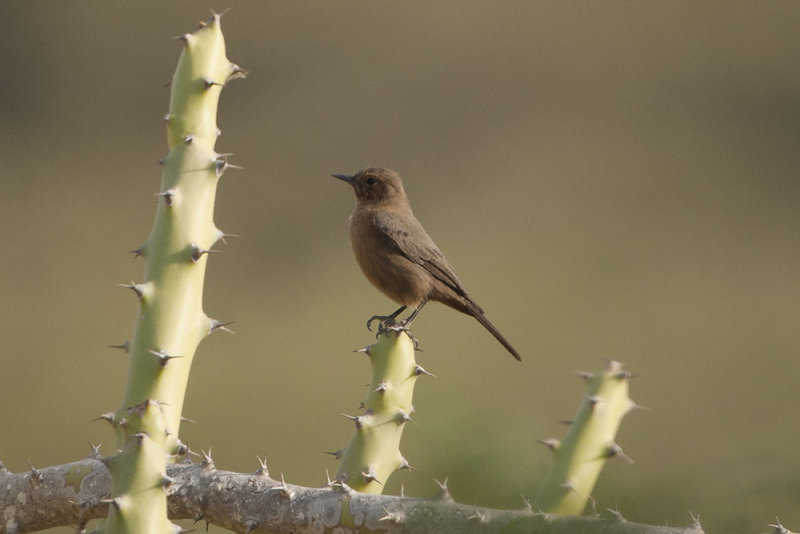 Brown Rock-chat  - Gujurat - India 6333b.jpg