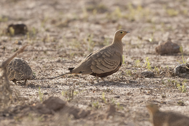 Chestnut-bellied Sandgrouse  - Gujurat - India 6327b.jpg