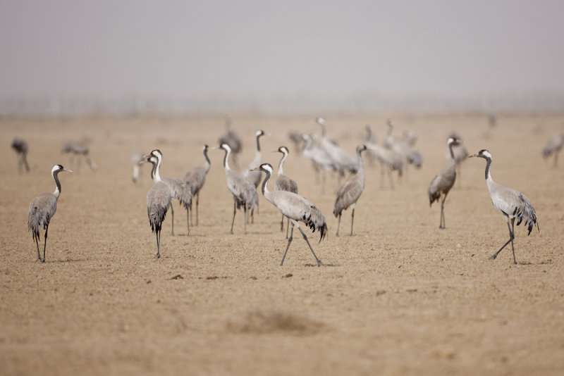 Common Crane  - Gujurat - India 6121b.jpg