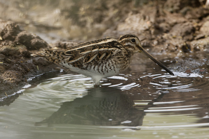 Common Snipe  - Gujurat - India 6223b.jpg