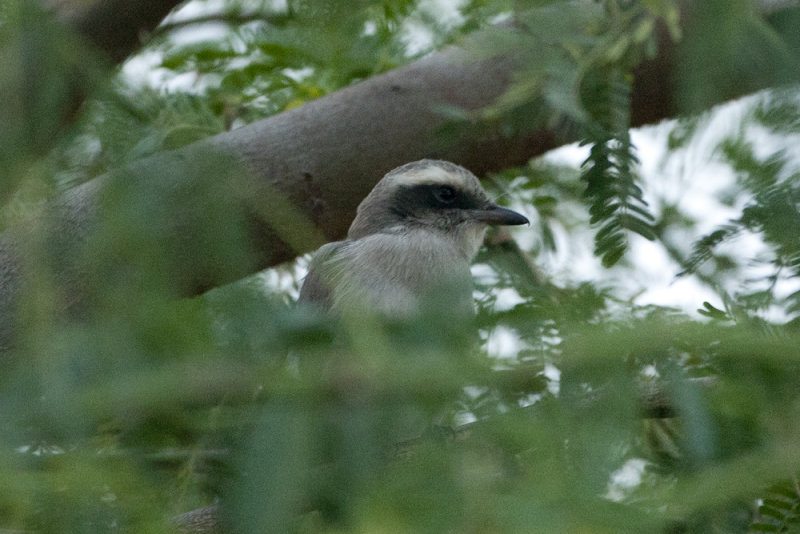 Common Wood Shrike - Gujurat - India 5943b.jpg